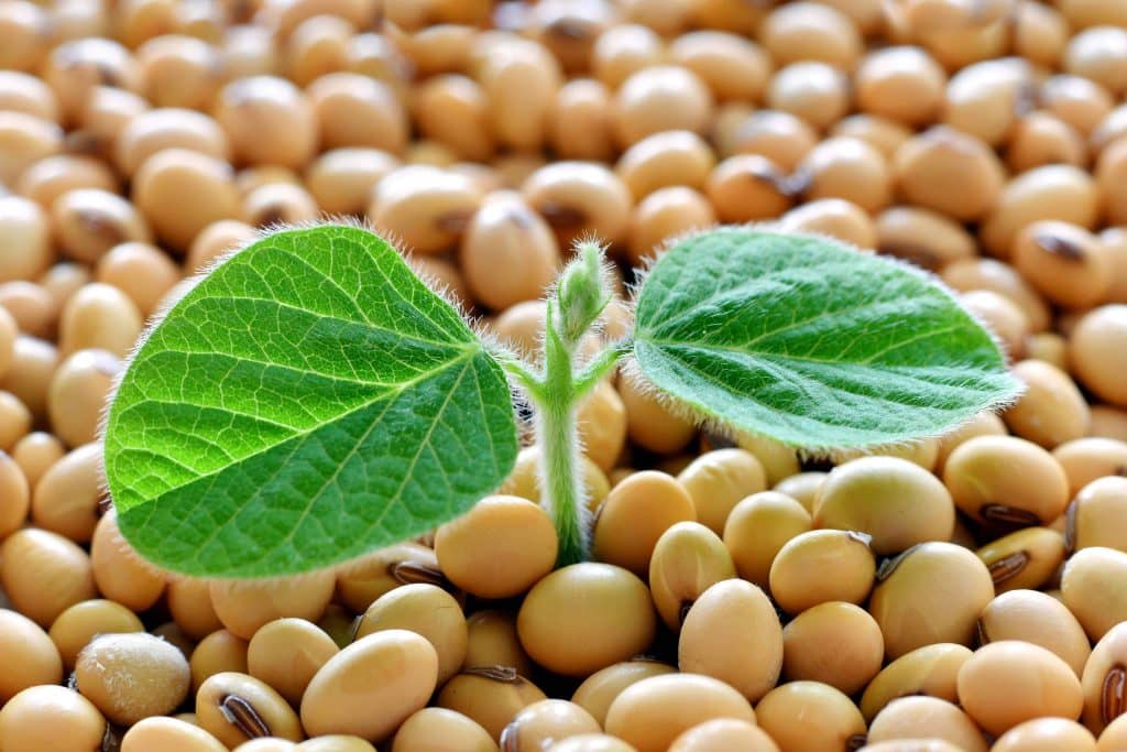 Soy Plant