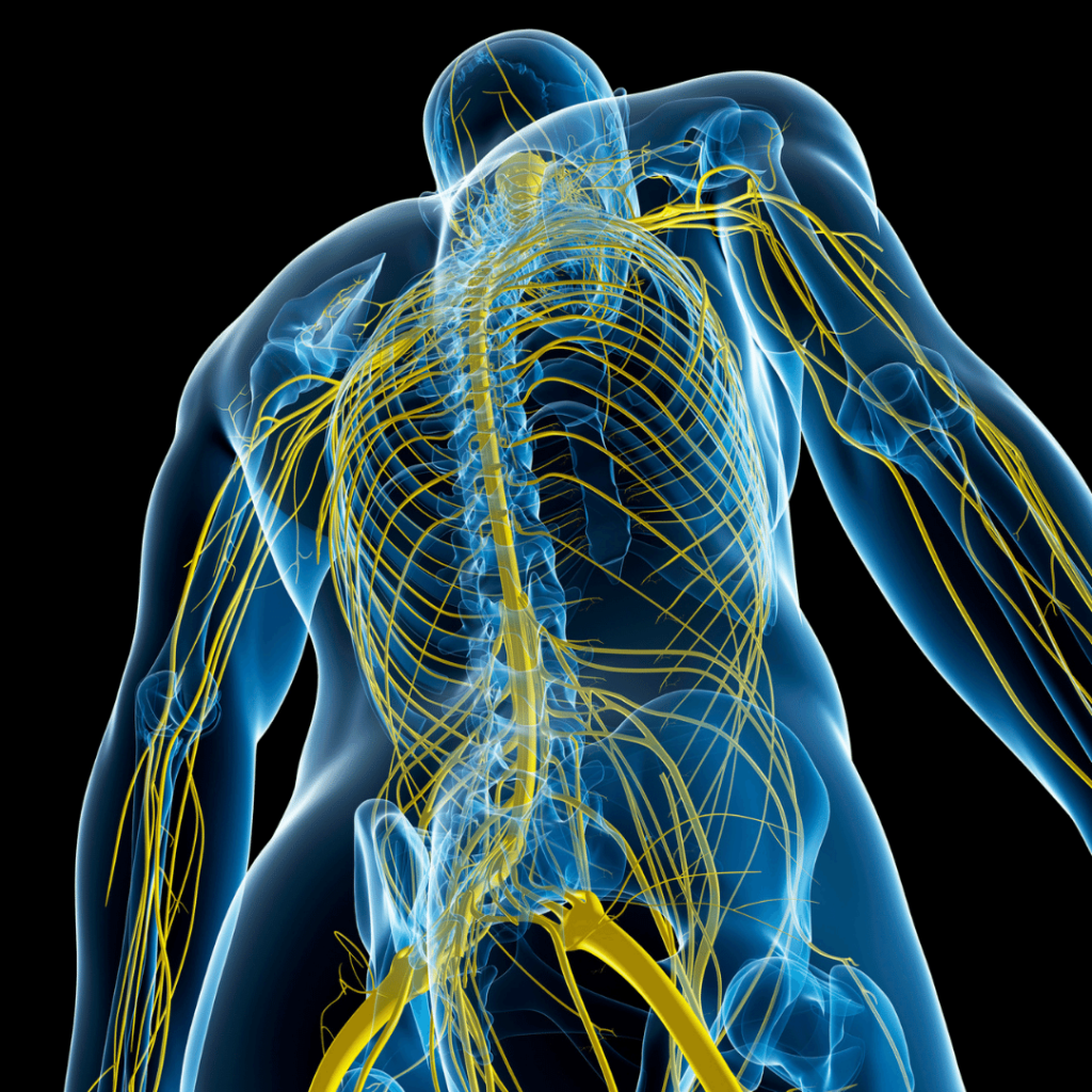 7 Reasons Athletes & Runners Should Try Sports Acupuncture 16 Acupuncture improves the mind/body connection, which is incredibly valuable for supporting athletic performance. Acupuncture stimulates a parasympathetic nervous system response, sometimes call a state of rest and digest.