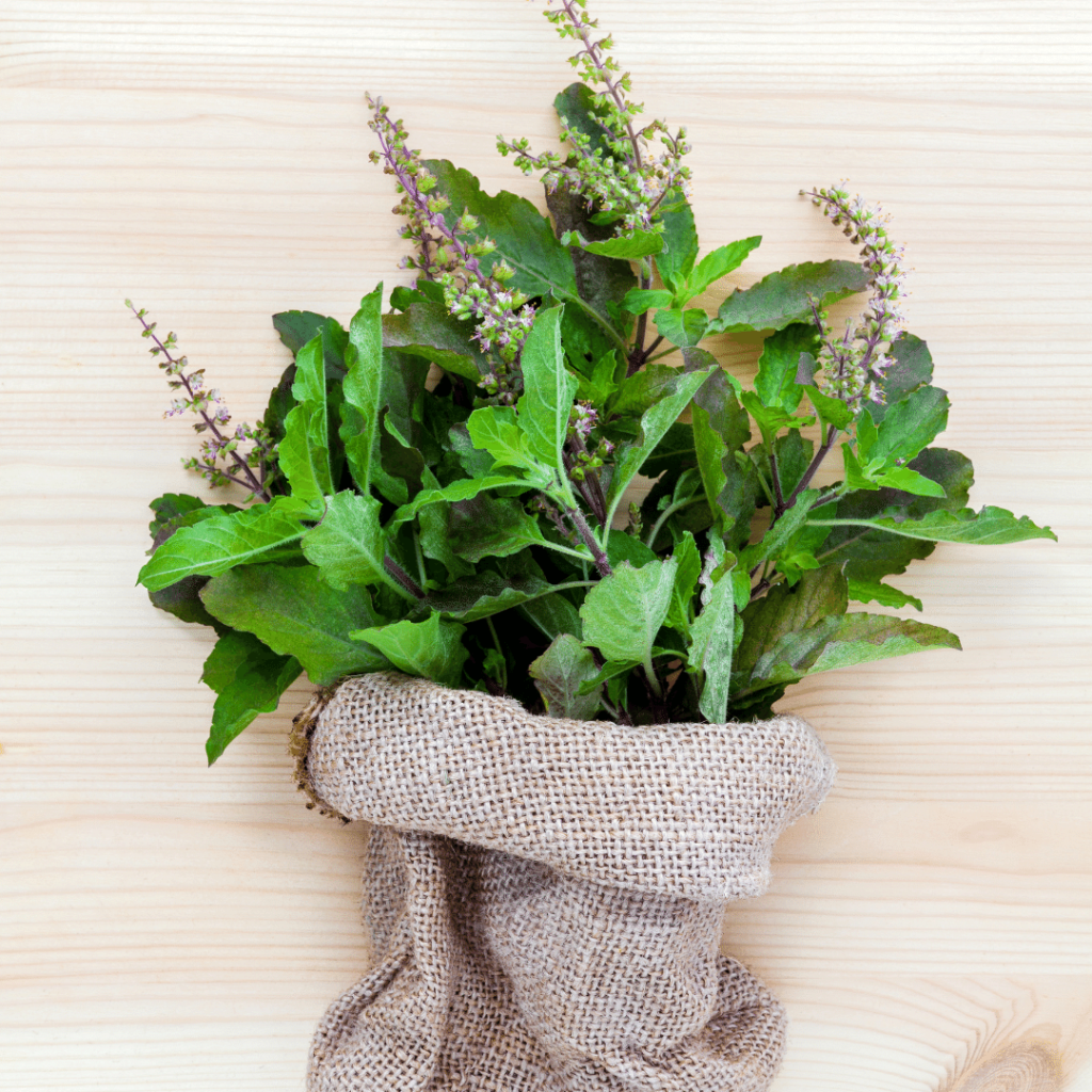 Adaptogens: Everything You Need to Know 22 The adaptogen known as Holy Basil, or tulsi, is effective for stress relief, tummy troubles, and more.