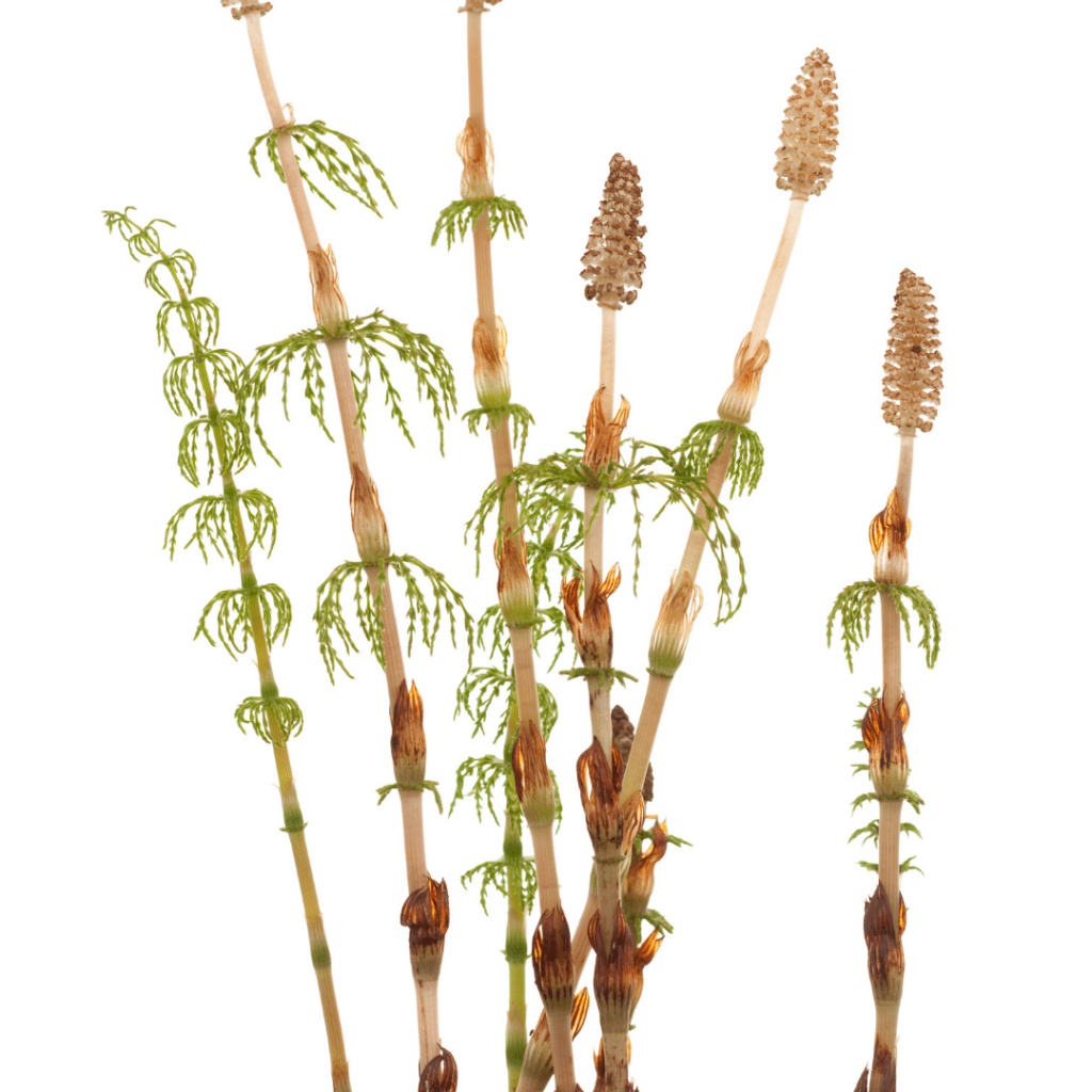 11 Herbs That Tighten Skin and Fight the Signs of Aging 17 Horsetail