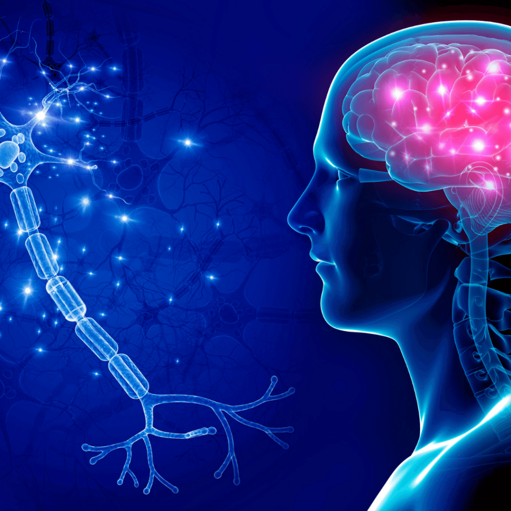 CNS Fatigue: What It Is + 4 Ways to Overcome It 14 the central nervous system